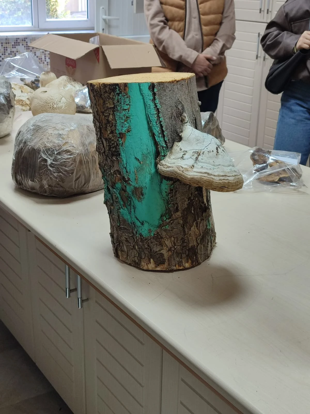 MANTARCILIK UYGULAMA VE ARAŞTIRMA MERKEZİNE TEKNİK GEZİ